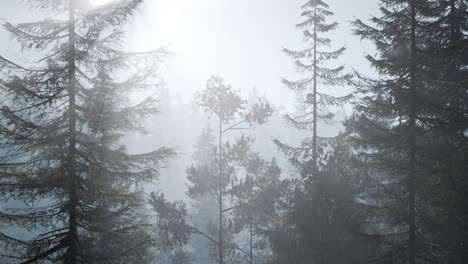 Bosque-Nórdico-Brumoso-Temprano-En-La-Mañana-Con-Niebla